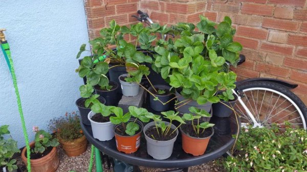 为什么盆栽草莓总养不活