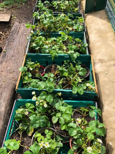 为什么盆栽草莓总养不活