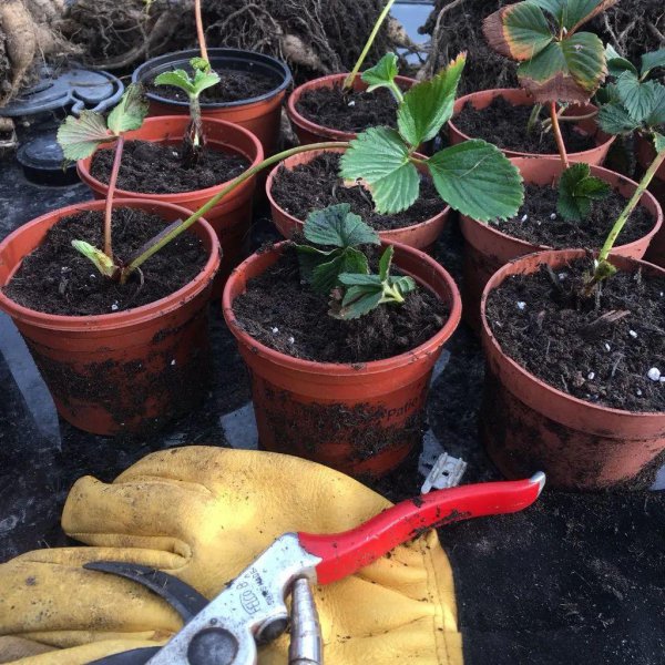 为什么盆栽草莓总养不活