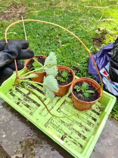 为什么盆栽草莓总养不活