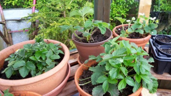 为什么盆栽草莓总养不活