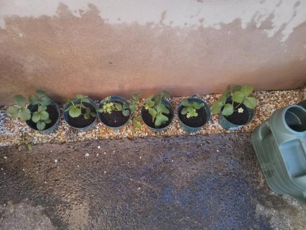 为什么盆栽草莓总养不活