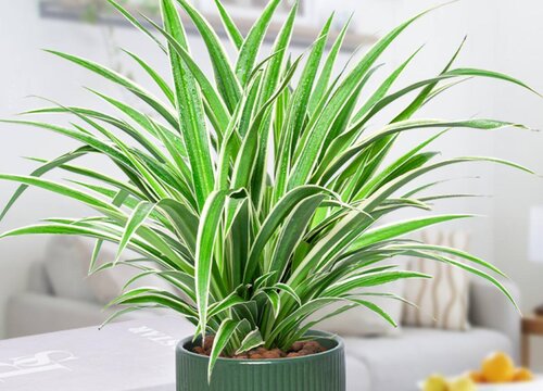 金边吊兰没根能活吗