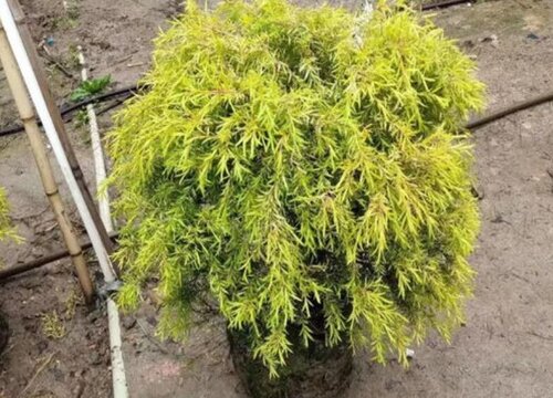 黄金香柳耐寒多少度