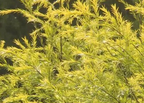 黄金香柳耐寒多少度