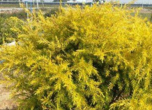 黄金香柳耐寒多少度