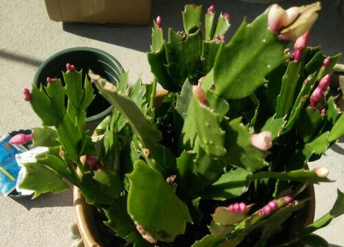 蟹爪兰怎么养护避免虫害