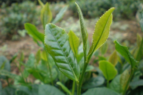 茯茶是热性还是凉性