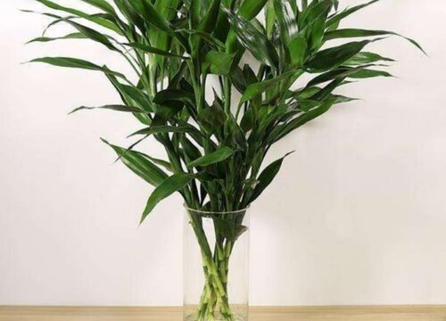 适合北方干燥环境的室内植物盆栽