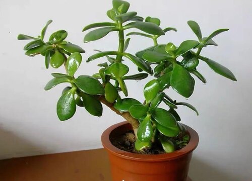 适合北方干燥环境的室内植物盆栽