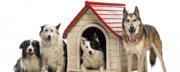 梦见狼和狗预示着什么