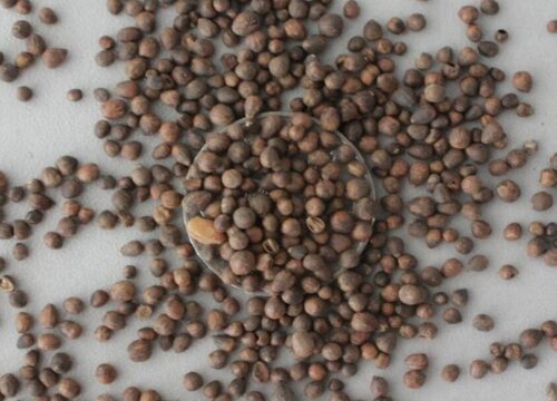 指甲花什么时候播种好