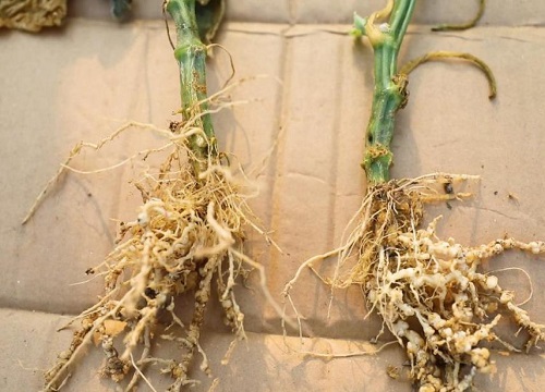 辣椒根结线虫症状及根除防治方法