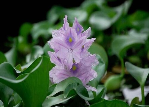 葫芦是藤本植物吗