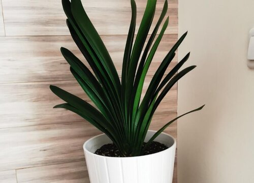 君子兰长势很好为什么不开花