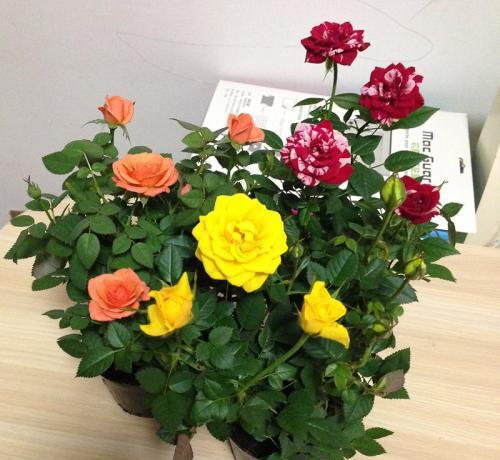 养花可以用有机肥颗粒肥吗