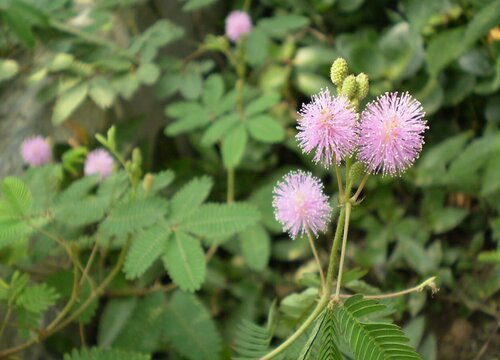 含羞草多少钱一盆