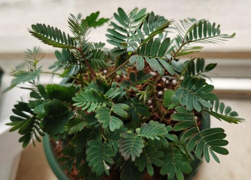 含羞草多少钱一盆