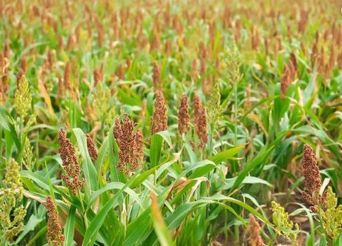 高粱是什么作物