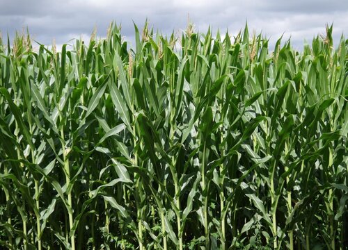 高粱是什么作物