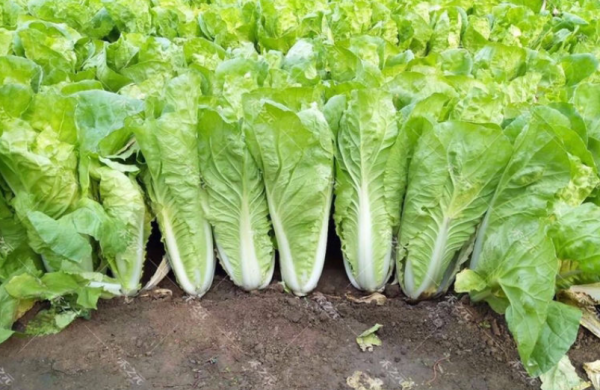 应季的蔬菜和水果时间表