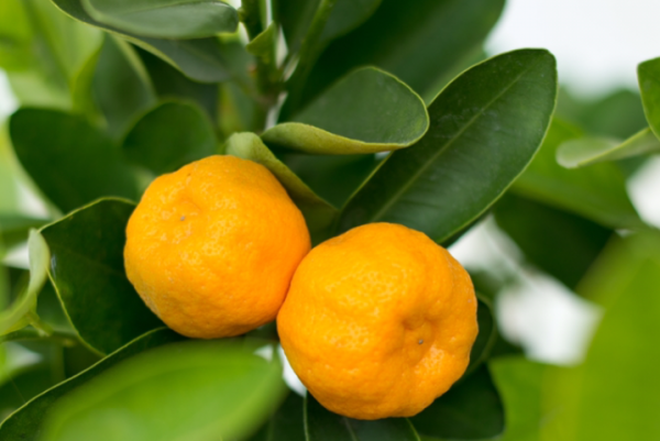 应季的蔬菜和水果时间表