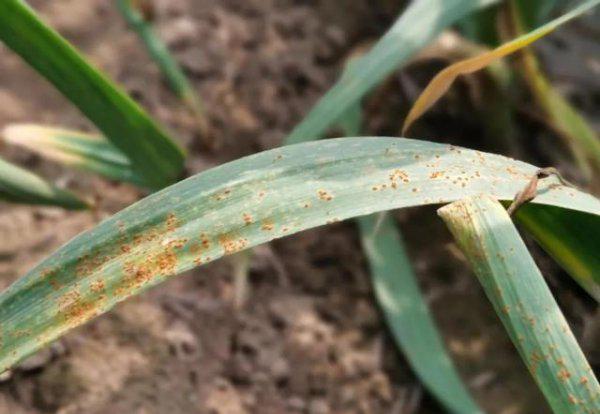 大蒜上的锈病都是用什么药治