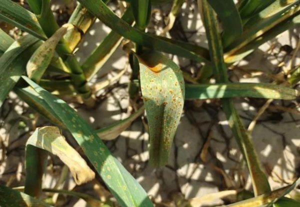 大蒜上的锈病都是用什么药治