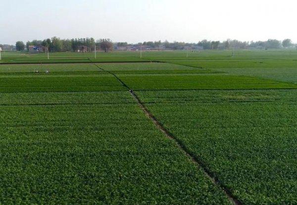 大蒜上的锈病都是用什么药治