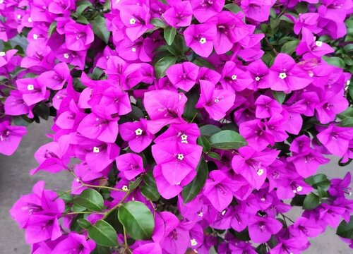 三角梅花期过后应该怎么养护