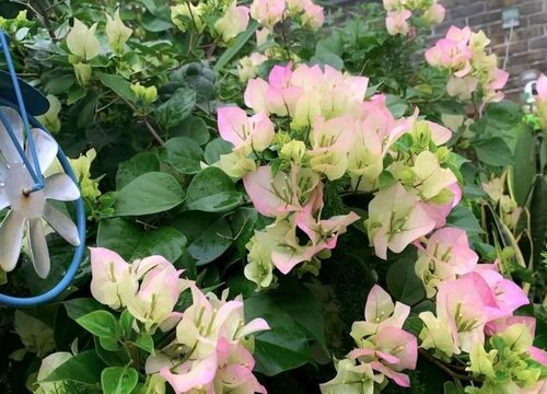 三角梅花期过后应该怎么养护