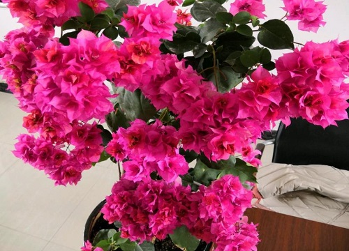 三角梅花期过后应该怎么养护