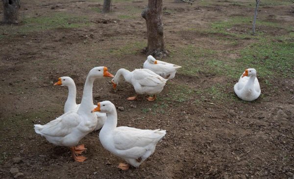 母鹅和公鹅的区别