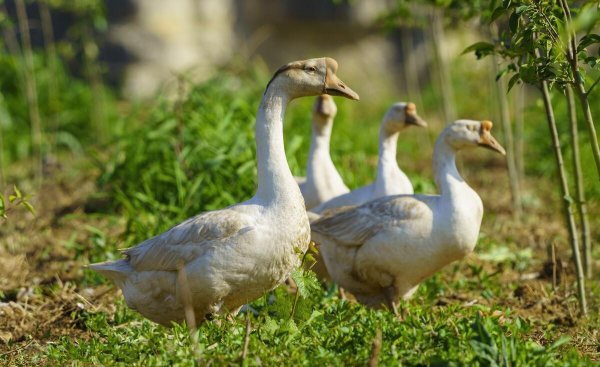 母鹅和公鹅的区别