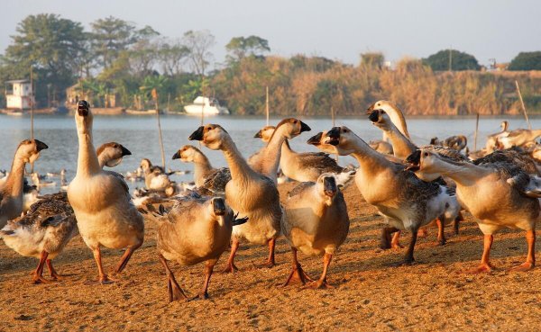 母鹅和公鹅的区别