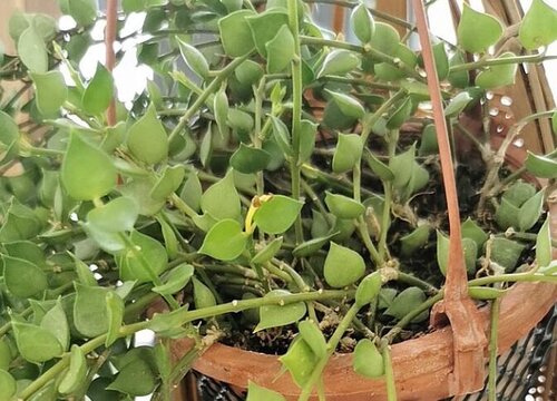 爱之蔓吊兰的养殖方法