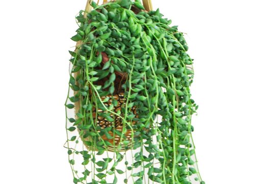 爱之蔓吊兰的养殖方法