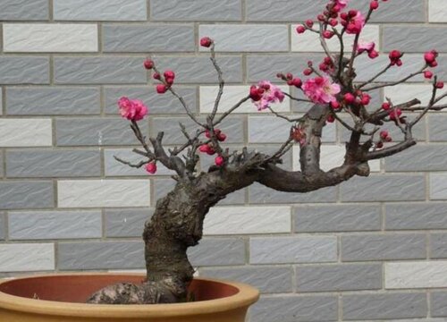梅花用什么土栽好