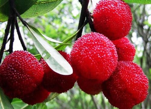 富民杨梅什么时候成熟