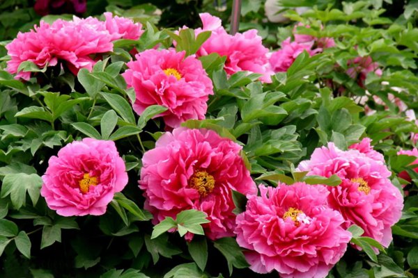 牡丹花代表什么象征意义