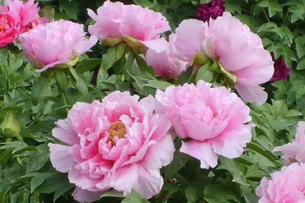 牡丹花代表什么象征意义