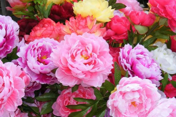 牡丹花代表什么象征意义