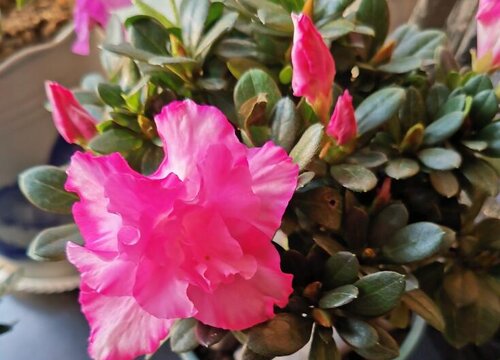 带花苞的杜鹃花怎么养护