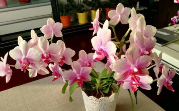 家里养蝴蝶兰禁忌有哪几条