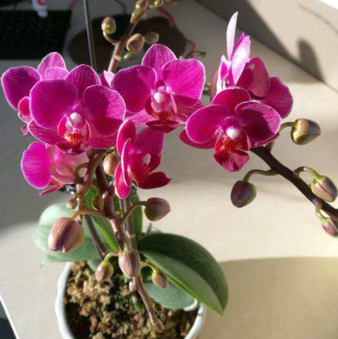 家里养蝴蝶兰禁忌有哪几条