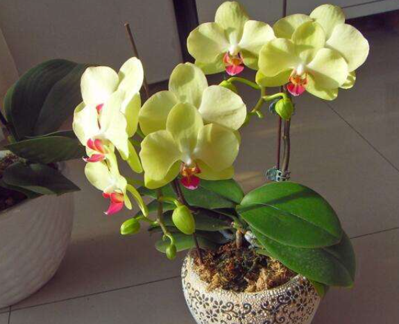 家里养蝴蝶兰禁忌有哪几条