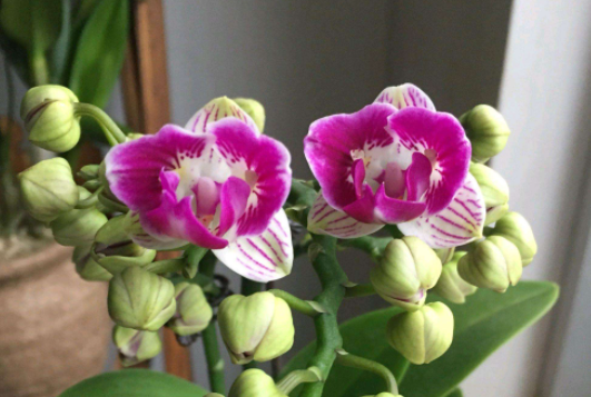 家里养蝴蝶兰禁忌有哪几条