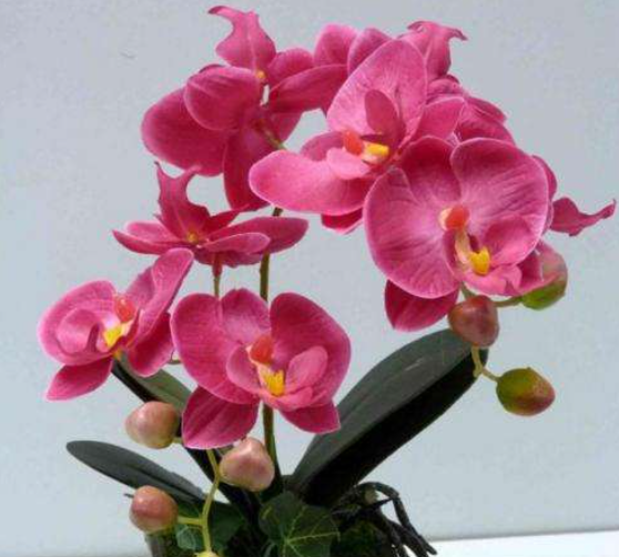 家里养蝴蝶兰禁忌有哪几条