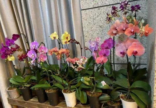 家里养蝴蝶兰禁忌有哪几条