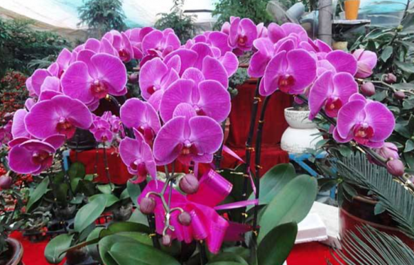 家里养蝴蝶兰禁忌有哪几条